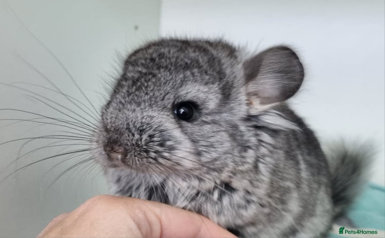 Chinchilla rodents - Advert 1