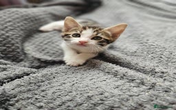 British Shorthair cats for sale: Playfull kittens ready for sale - Image 1
