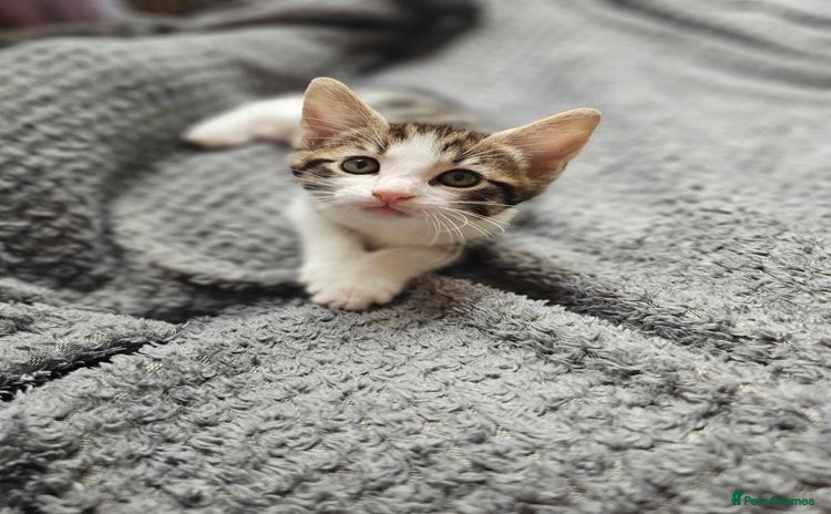 British Shorthair cats - Advert 5