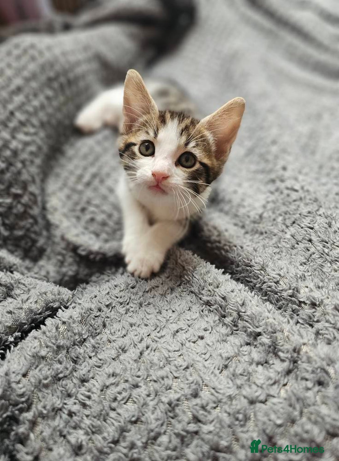 British Shorthair cats for sale: Playfull kittens ready for sale - Image 1