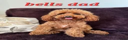 Maltipoo dogs for sale: Beautiful tiny Maltipoo puppies 🐶 - Advert 14