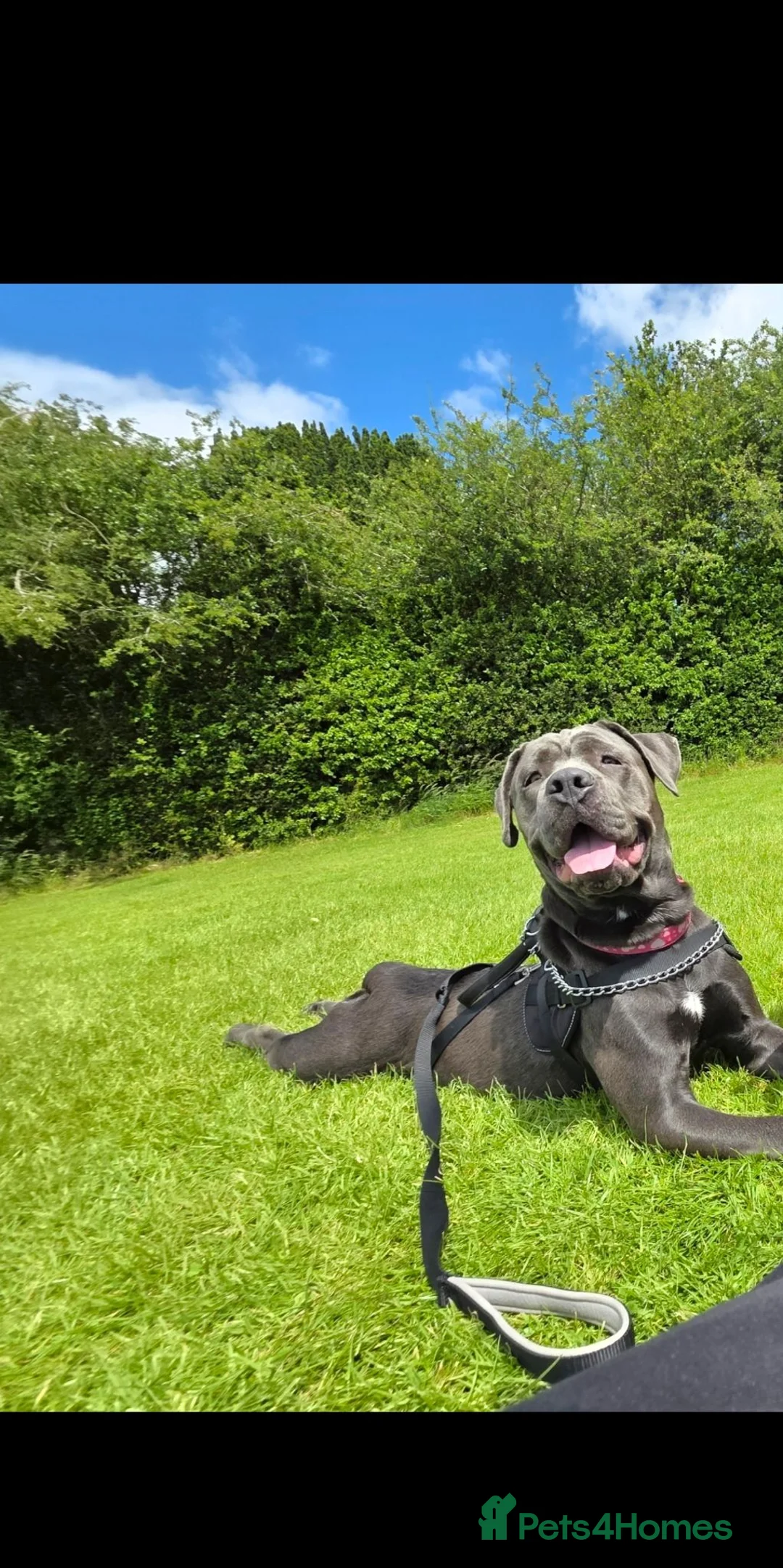 Mixed Breed dogs for sale: Avacyn (Ava) - Advert 2