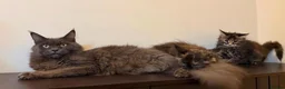Maine Coon cats for sale: Ready for home pure bred maine coon kittens - Advert 25