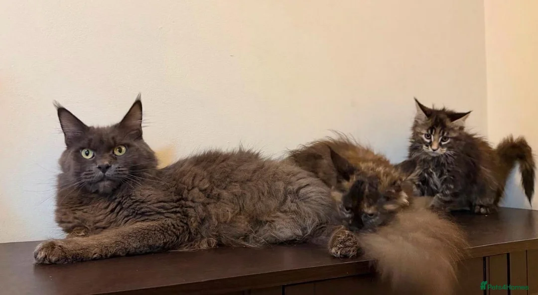 Maine Coon cats for sale: Ready for home pure bred maine coon kittens - Advert 25