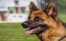 German Shepherd dogs for sale: Litter of puppies with a World Class Pedigree  - Advert 28