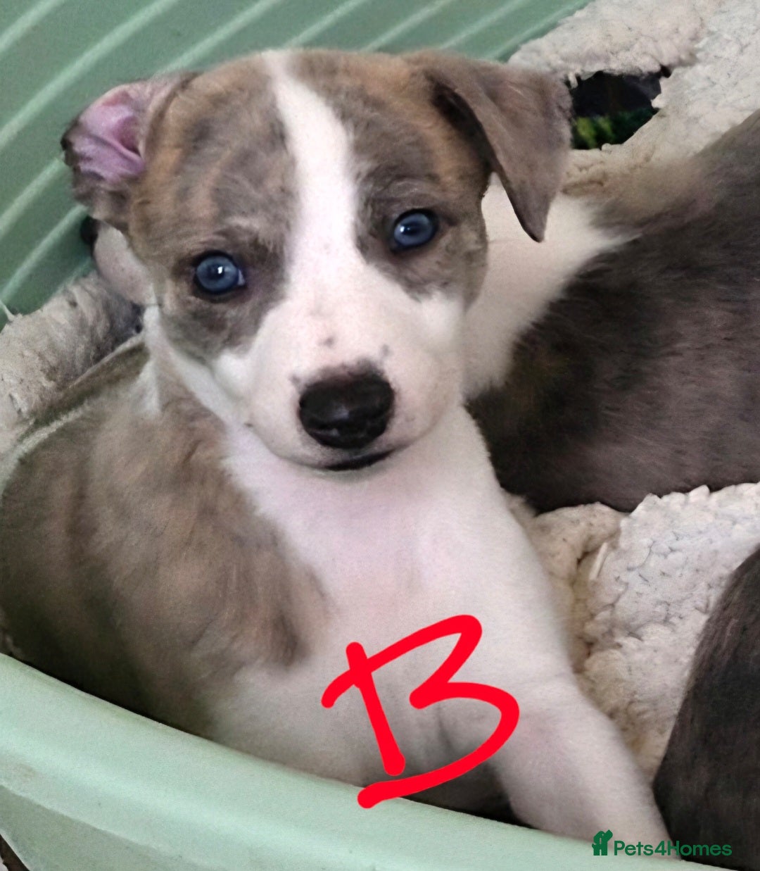 Whippet dogs for sale: Beautiful Pedigree Whippet Puppies. - Image 6