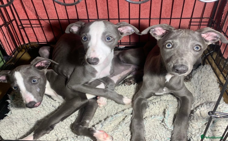 Whippet dogs - Advert 2