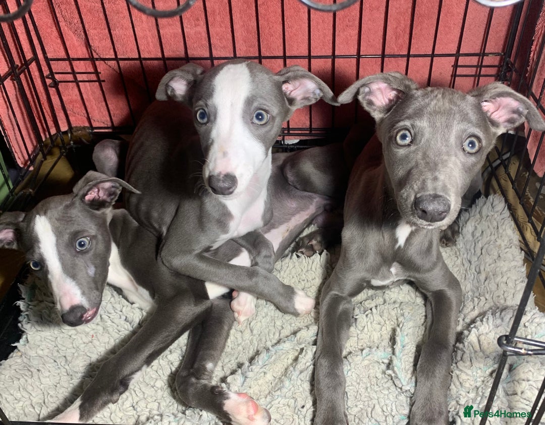 Whippet dogs for sale: Adorable Whippet Puppies for Loving Homes! 🐾💙 - Image 1