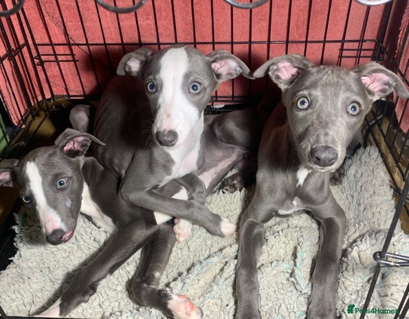 Whippet dogs - Advert 6