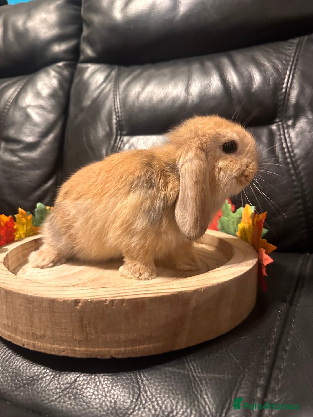 Mini Lop rabbits for sale: Baby mini lops  - Advert 10