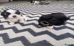 Shih Tzu dogs for sale: wonderful puppies  - Image 9