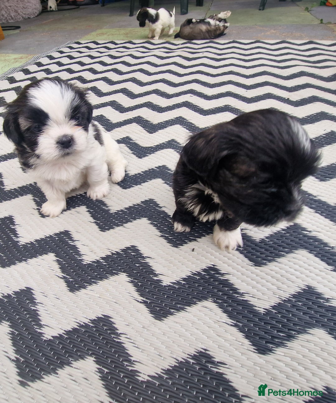 Shih Tzu dogs for sale: wonderful puppies  - Image 9