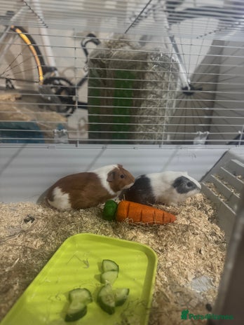 Guinea Pig rodents in Birmingham - Advert 16