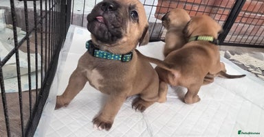 Mixed Breed dogs Adorable Bull Bordeaux Puppies  - Advert 5