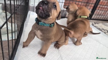Mixed Breed dogs Adorable Bull Bordeaux Puppies - Advert 5