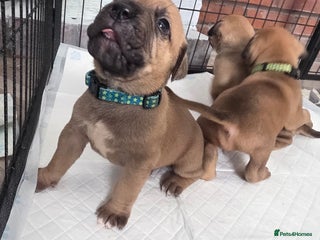 Mixed Breed dogs - Advert 5