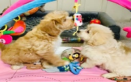 Cavapoo dogs for sale: 🩷F1b CAVAPOO GIRLS~ READY FOR NEW HOMES 🩷 - Image 4
