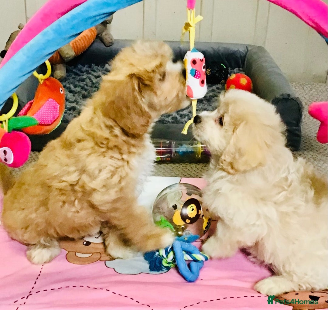 Cavapoo dogs for sale: 🩷F1b CAVAPOO GIRLS~ READY FOR NEW HOMES 🩷 - Image 4