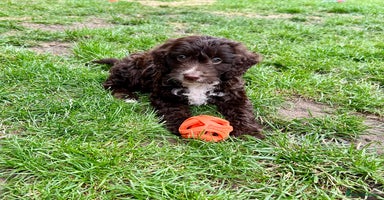 Cockapoo dogs - Advert 12