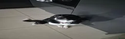 Border Collie dogs for sale: Beautiful Border collie - Advert 2