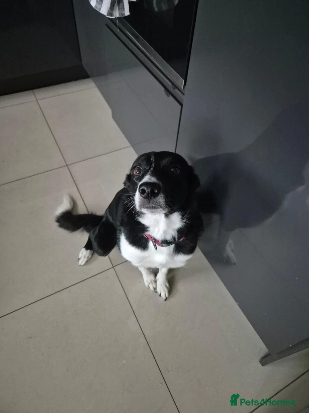 Border Collie dogs for sale: Beautiful Border collie - Advert 2