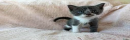 Mixed Breed cats for sale: Beautiful Kittens For Sale  - Advert 3