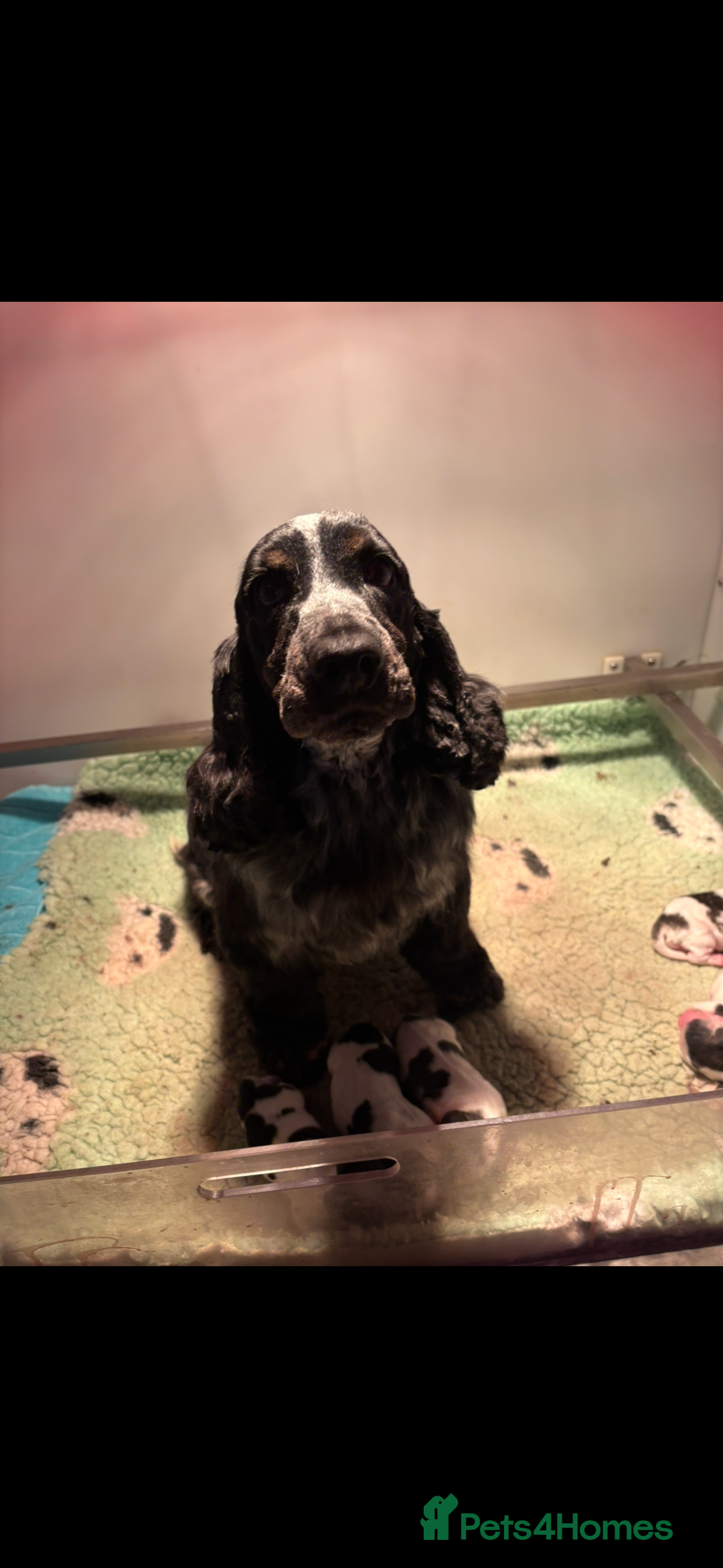 Cocker Spaniel dogs for sale: 🖤🤍 KC REG Show Cocker Spaniel Puppies For Sale - Advert 17