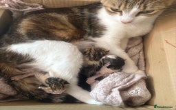 British Shorthair cats for sale: Beautiful tabby kitten looking for a furever home - Image 4