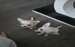 Chihuahua dogs for sale: Two chihuahua puppies for sale  - Image 1
