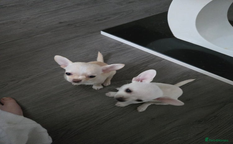 Chihuahua dogs - Advert 1