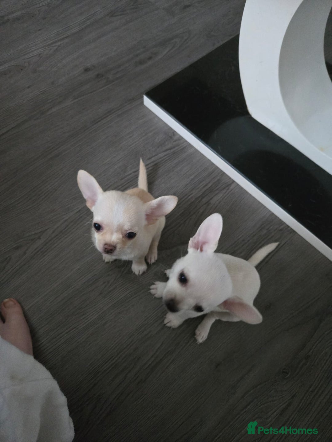 Chihuahua dogs for sale: Two chihuahua puppies for sale  - Image 1