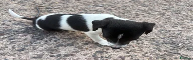 Jack Russell 1