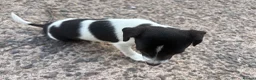 Jack Russell dogs for sale: Jack Russell girls  - Advert 10
