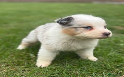 Australian Shepherd dogs for sale: 5 KC registered Australian Shepard puppies - Image 6