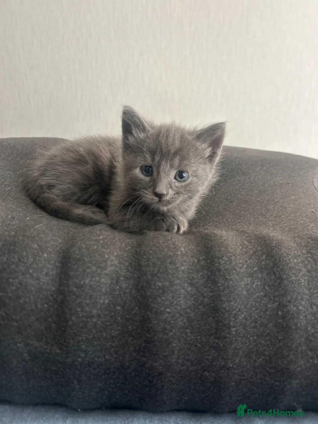 Mixed Breed cats for sale: Kittens 😍 - Advert 6
