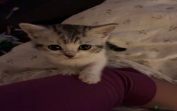 British Shorthair cats for sale: Sweet British Shorthair X Kittens - Image 4