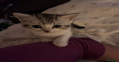 British Shorthair cats - Advert 12
