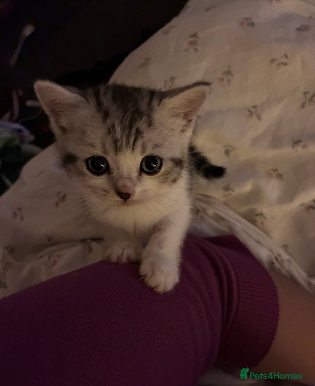 British Shorthair cats for sale: Sweet British Shorthair X Kittens - Image 4