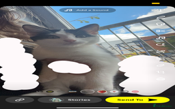Mixed Breed cats for sale: £30 each Two cats for sale male And female  - Image 3