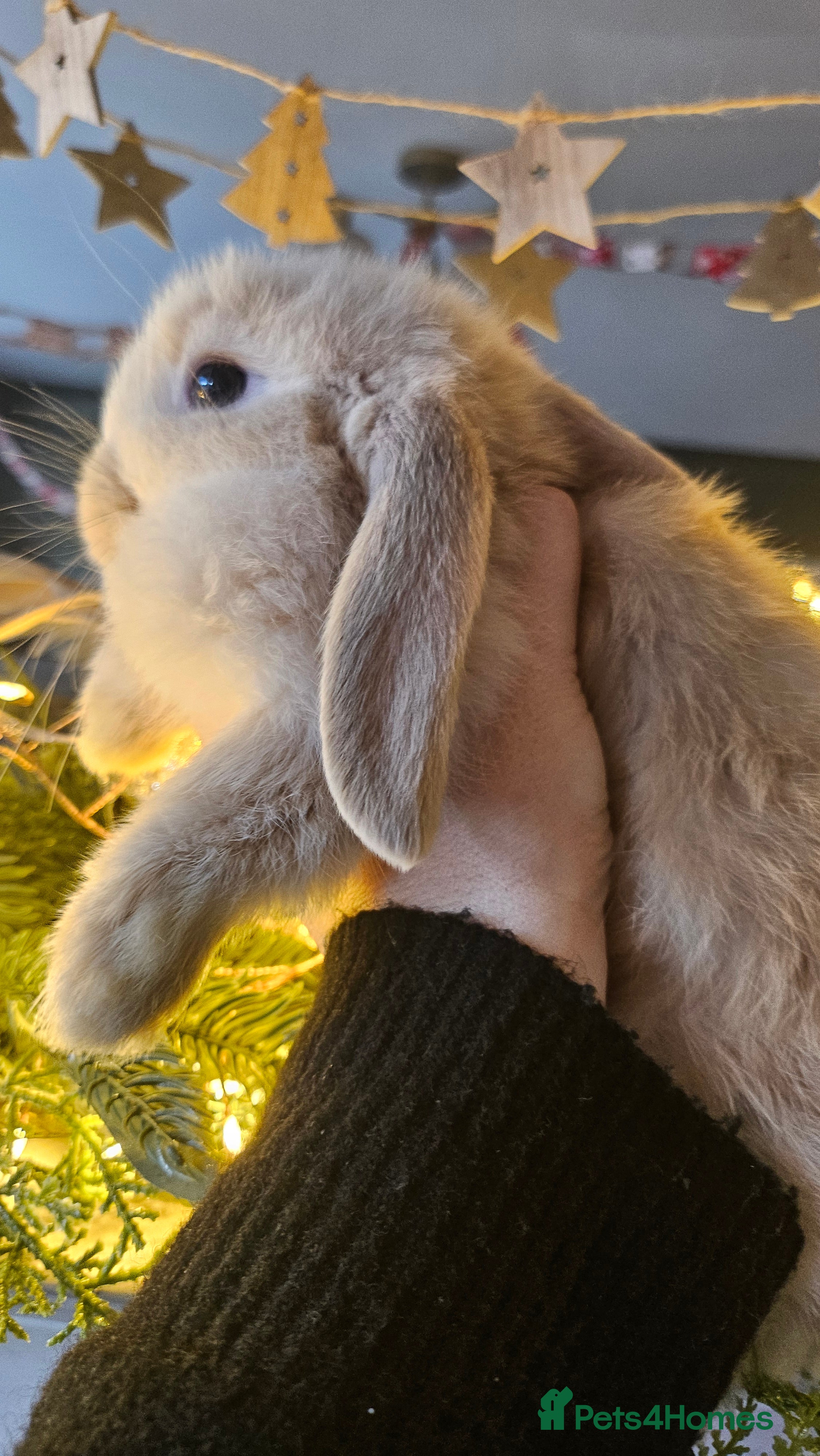 Mini Lop rabbits Ready to leave cuddly mini lops - Advert 18