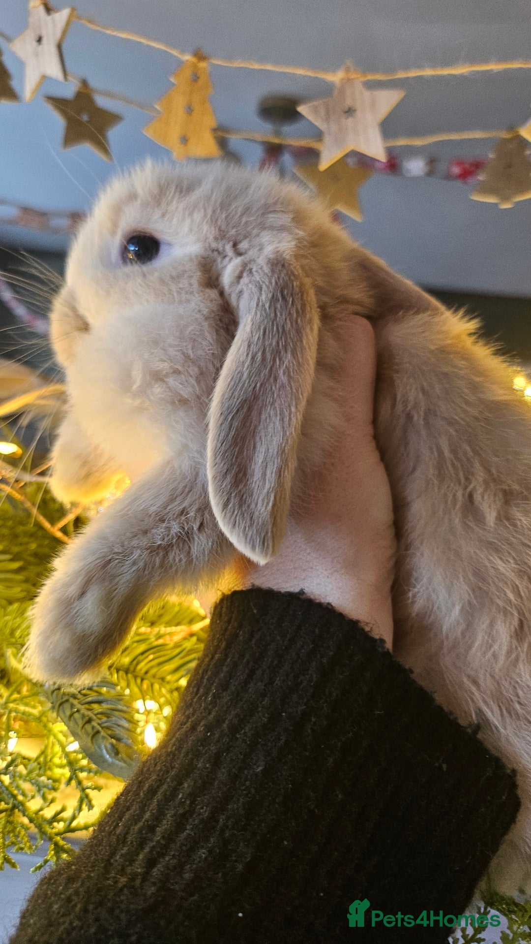 Mini Lop rabbits for sale: Ready to leave cuddly mini lops - Advert 1