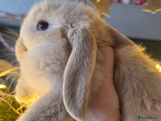 Mini Lop rabbits Ready to leave cuddly mini lops - Advert 2