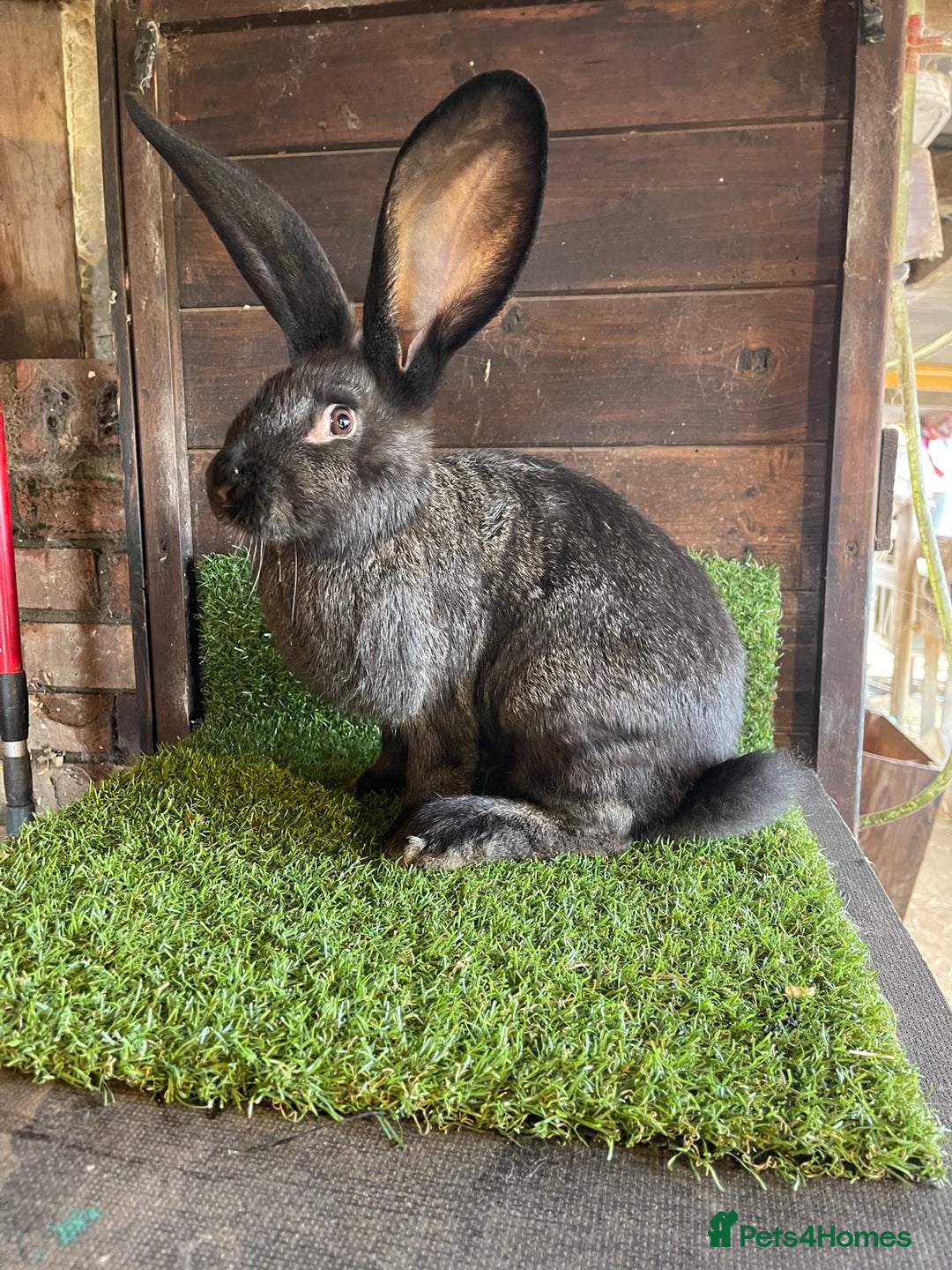 Continental Giant rabbits for sale: Continental giant bucks - Advert 3