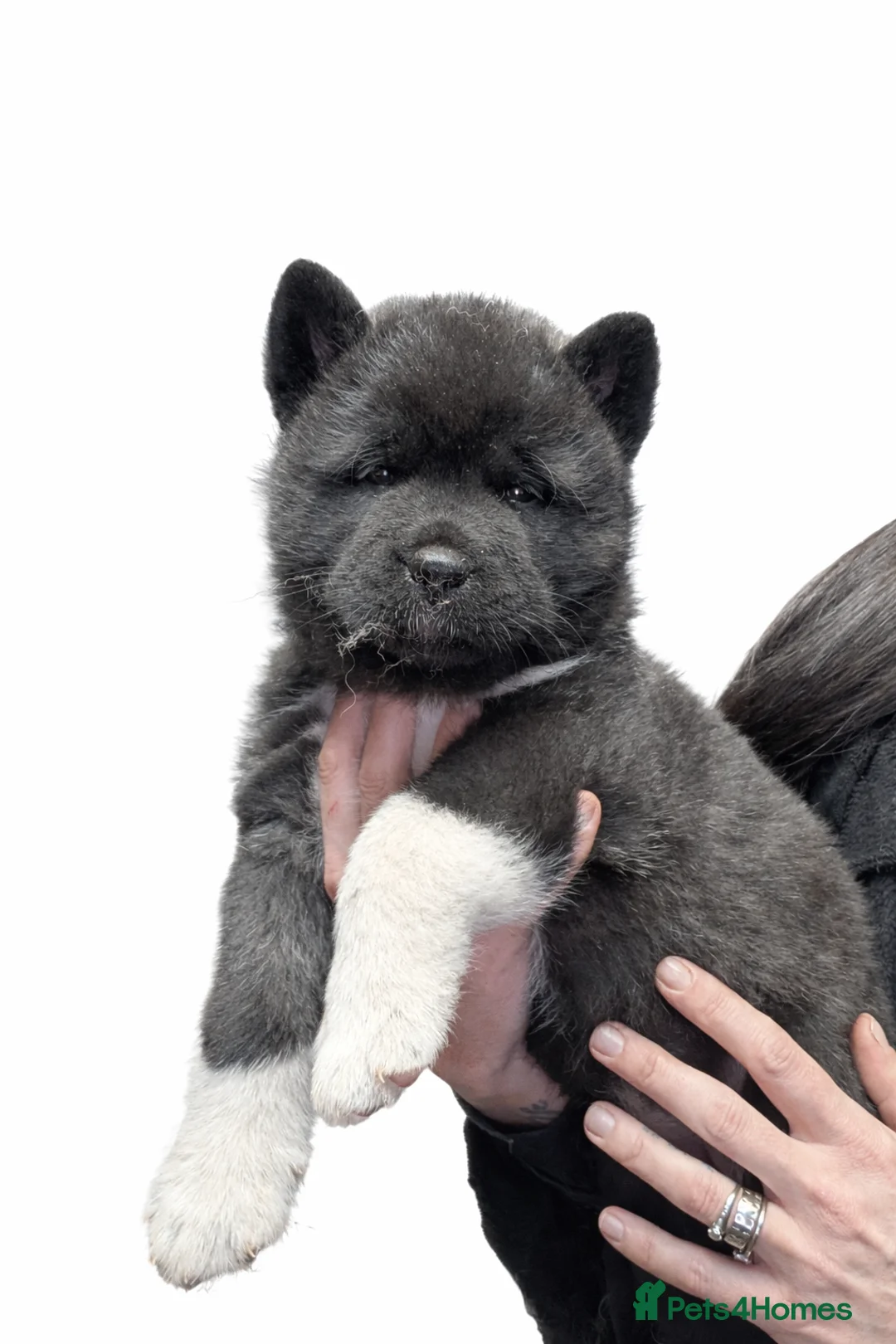 Akita dogs for sale: European Champions Bloodline American Akita's  - Advert 28