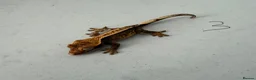 Gecko reptiles for sale:  Lilly white Crested gecko babies - Advert 11