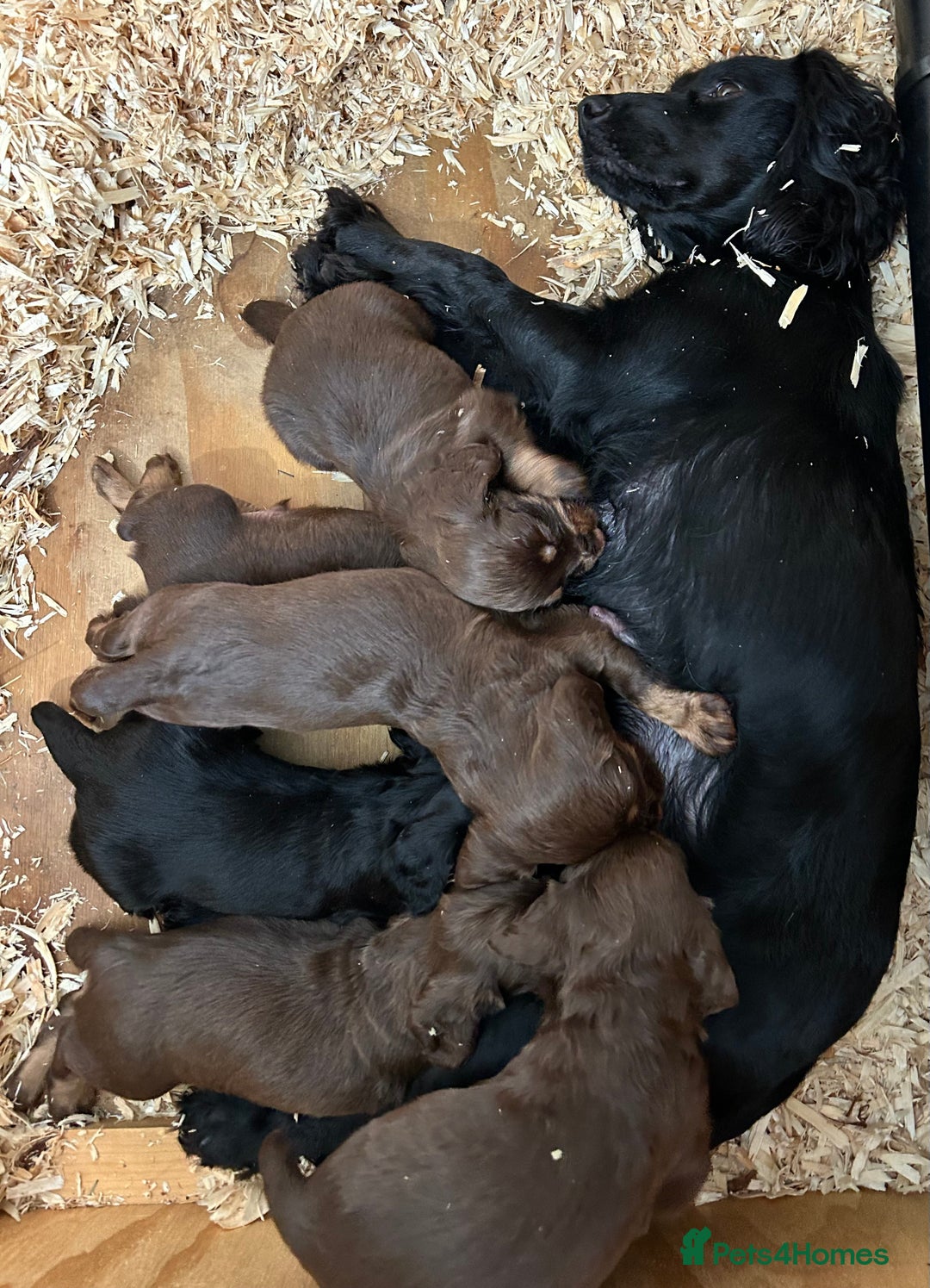 Cocker Spaniel dogs for sale: KC Reg Docked Working Cocker Spaniel puppies - Image 6