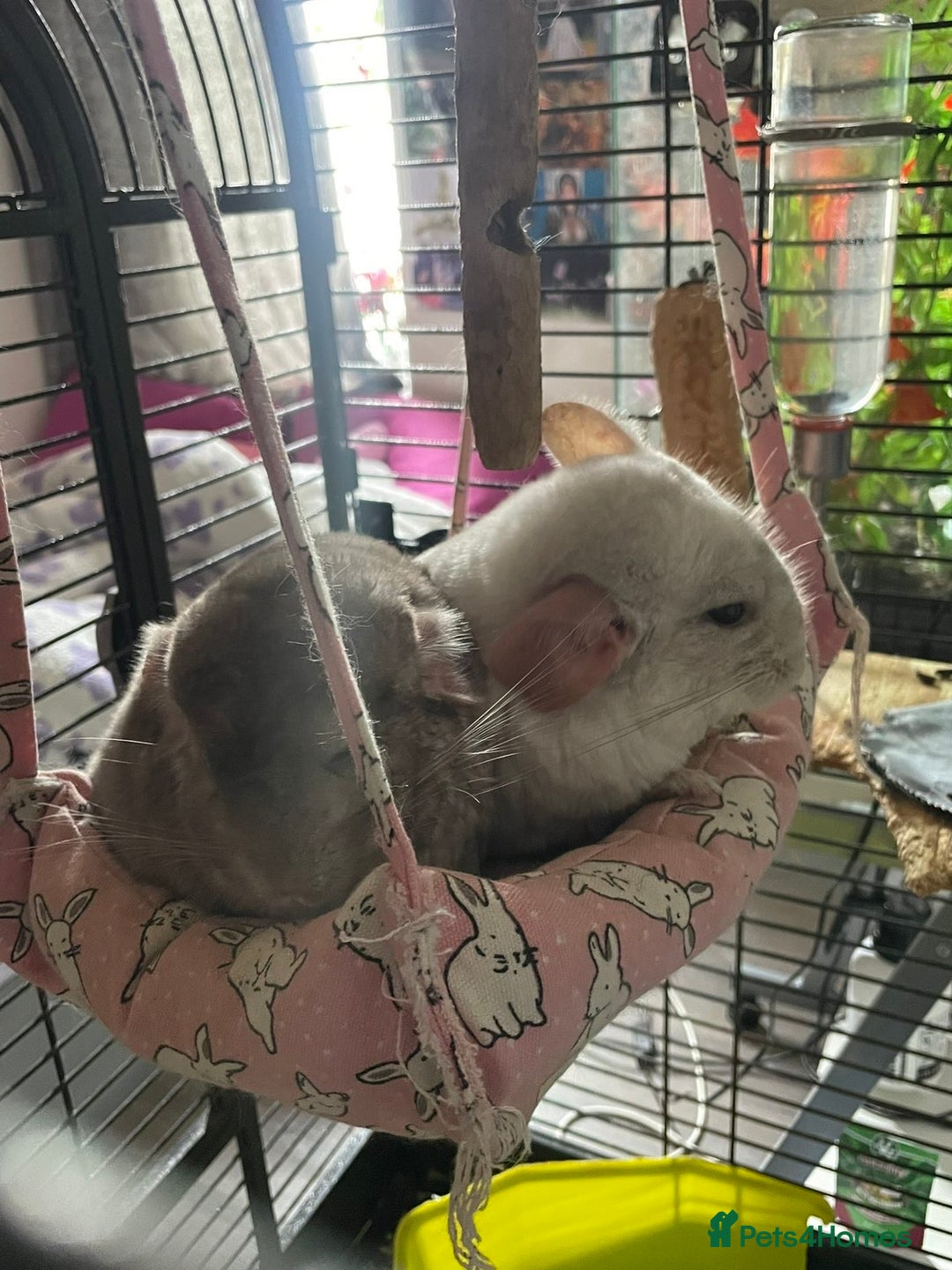 Chinchilla rodents for sale: Chinchillas for sale - Image 4