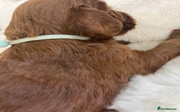 Goldendoodle dogs for sale: Outstanding Quality health tested Goldendoodles  - Image 19