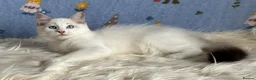 Ragdoll cats for sale: Beautiful Tica Registered Kittens Ragdoll - Advert 21