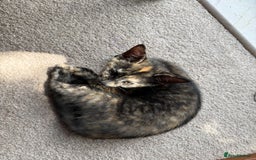 Oriental cats for sale: Adorable kittens ready to go - Image 6